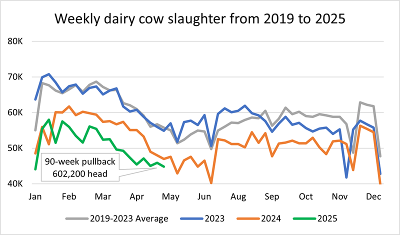 Weekly dairy cow slaughter from 2019 2025