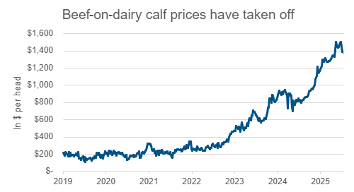 Line graph title Beef-on-dairy calf prices have taken off