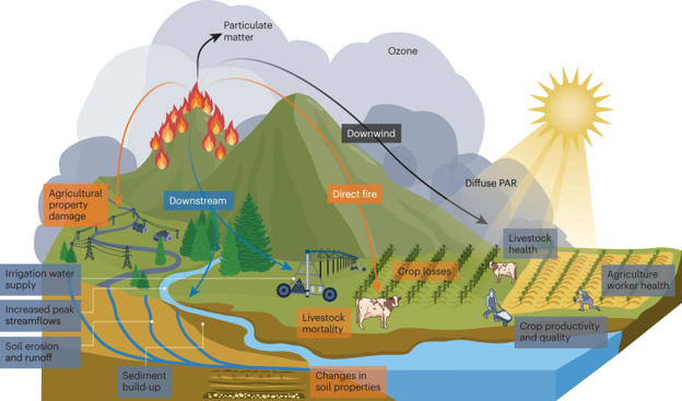 A diagram from Kabeshita, 2023 illustrating the downwind impacts of wildfire smoke on agriculture