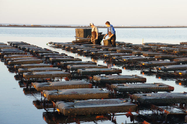 Two oyster farmers checking mesh nets in the water