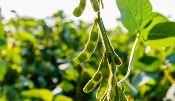 Close-up of soybeans in sunlight 