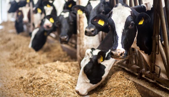 A lineup of cows eating feed  