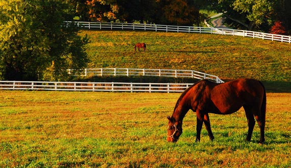 Horses graze in sunset with fall-color backdrop  