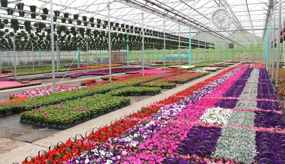 Inside a commercial greenhouse with rows of flowers in bloom