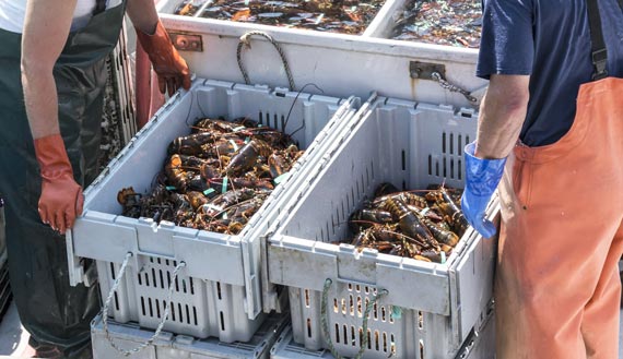 Two workers in waders look at bins of lobsters 