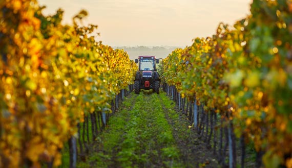 Red tractor parked between grape vineyard rows 