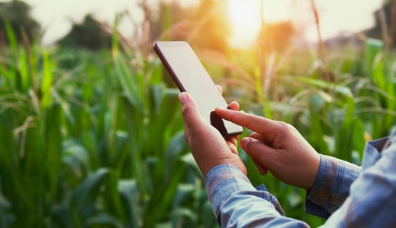 Farmer hands using smartphone
