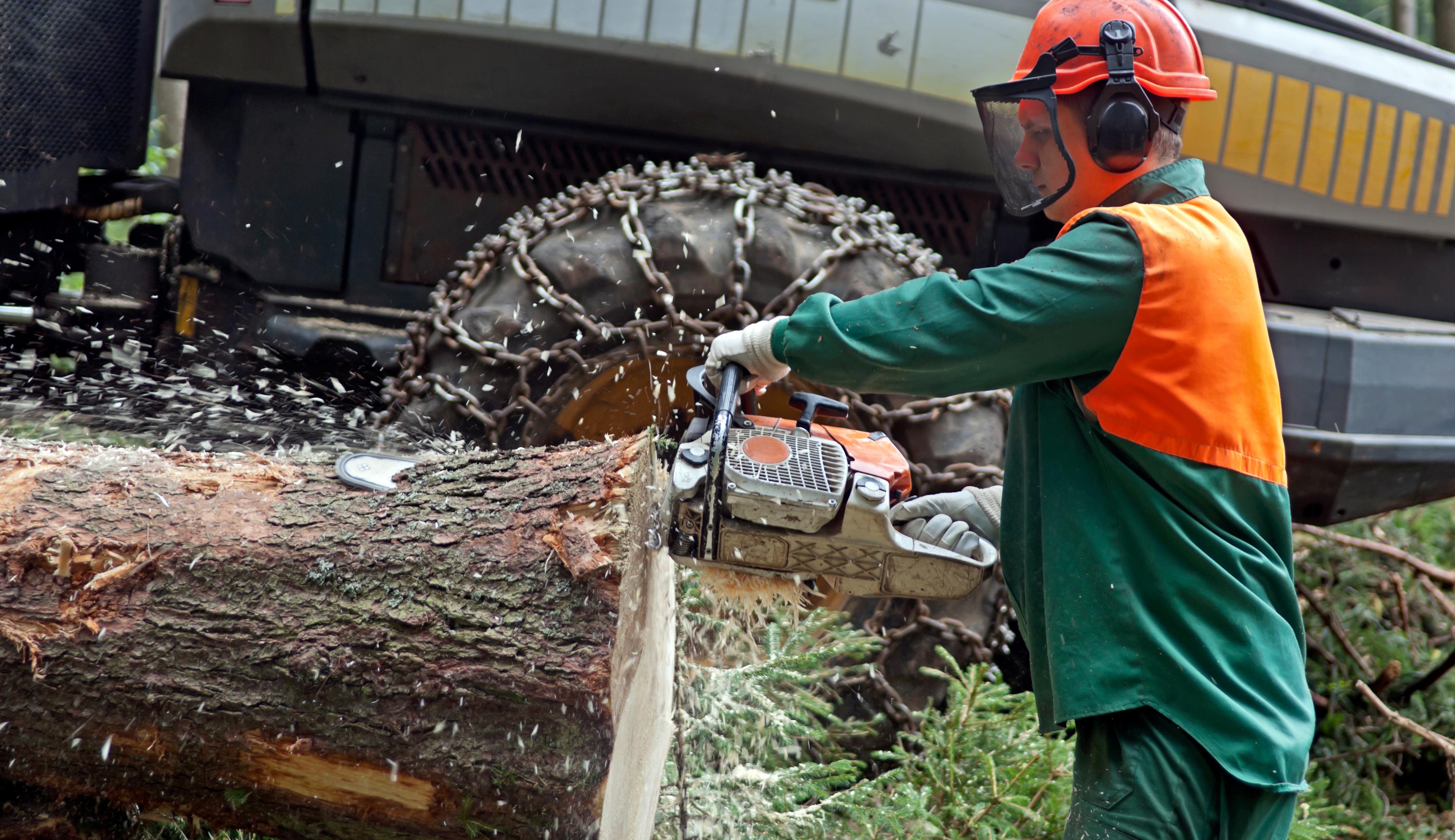 Man trims tree trunk with chainsaw