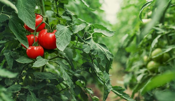 Close-up of rows of tomato plants 