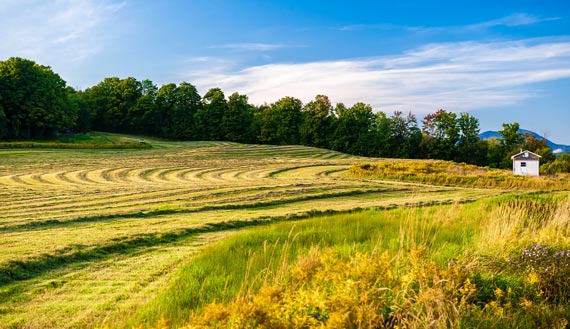 New England pastureland with timber in background 