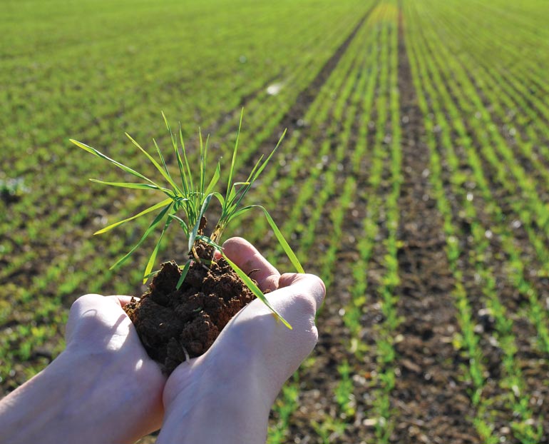 Hands holding crop seedling 