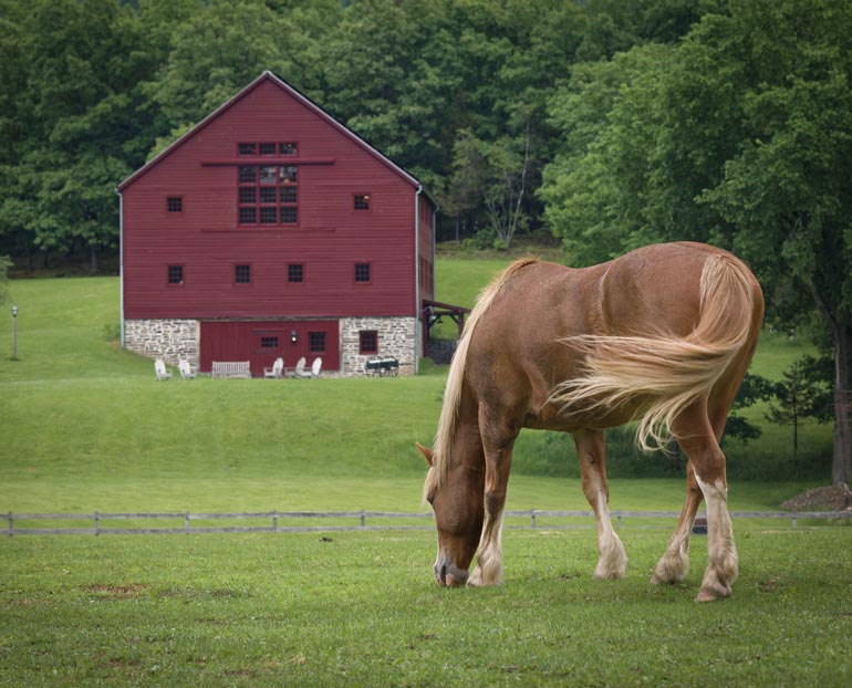 Horse grazing in front of red barn 