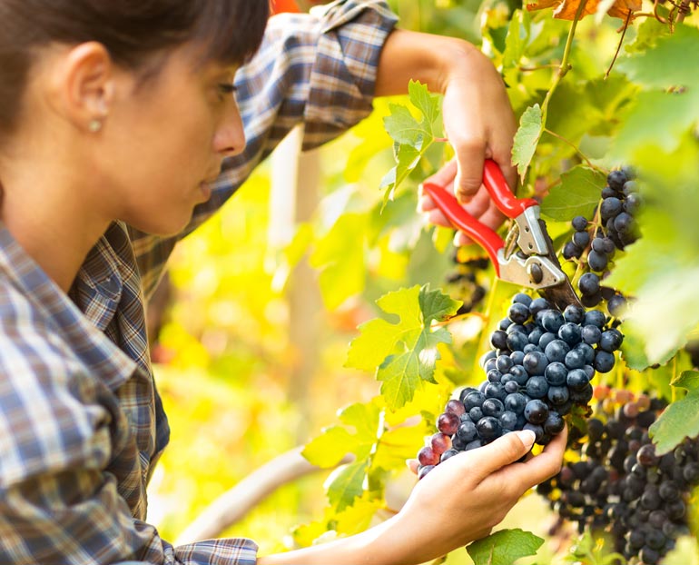 Row of grapes growing in vineyard    