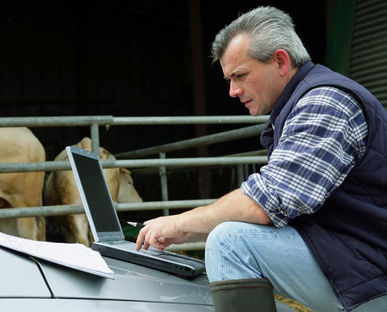 Male farmer on laptop in front of cows 